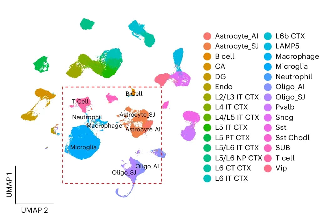 Open access visualization of UMAP, scRNA-seq Data, Mouse Brain, Cell Types, Allen Brain Map Atlas