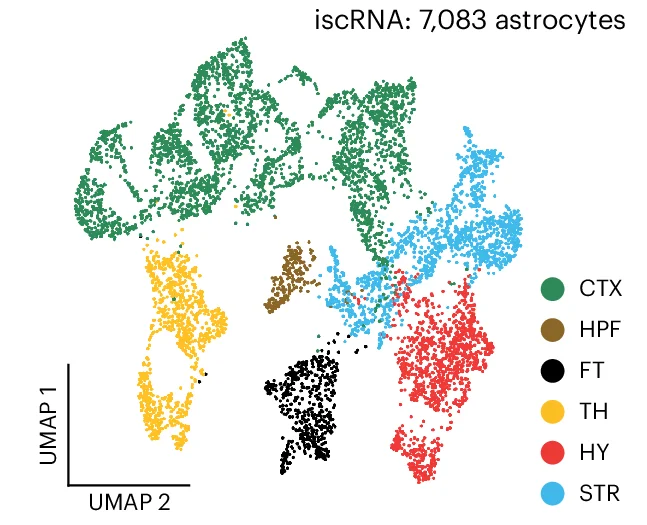 Open access visualization of Scatter Plot, UMAP, UMAP Projection, Astrocytes, iscRNA Data
