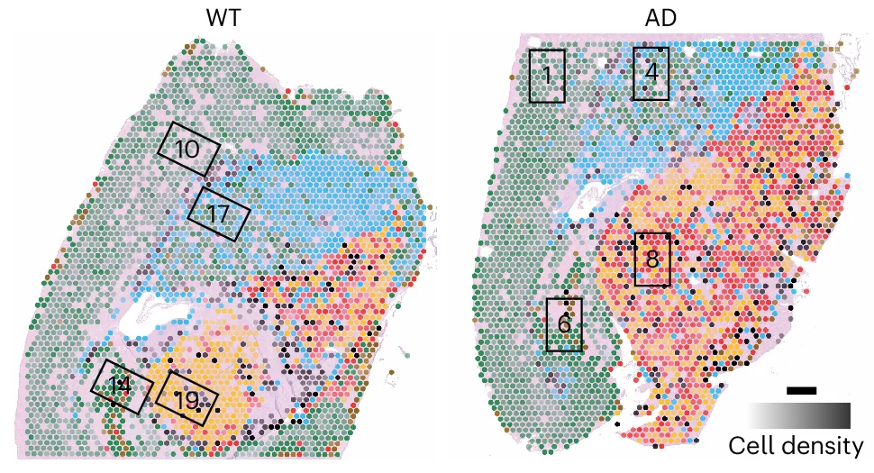 Open access visualization of Scatter Plot, Heatmap, Transcriptomic Spots, Visium Data, Astrocytes Subclusters
