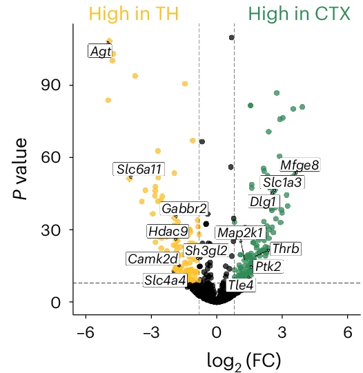 Open access visualization of Volcano Plot, Scatter Plot, DEGs, Astrocytes, CTX