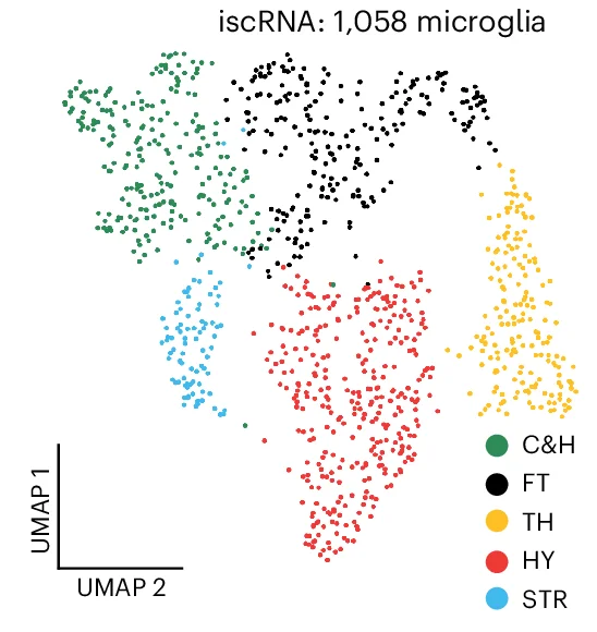 Open access visualization of UMAP, Scatter Plot, Microglia, iscRNA, Spotiphy