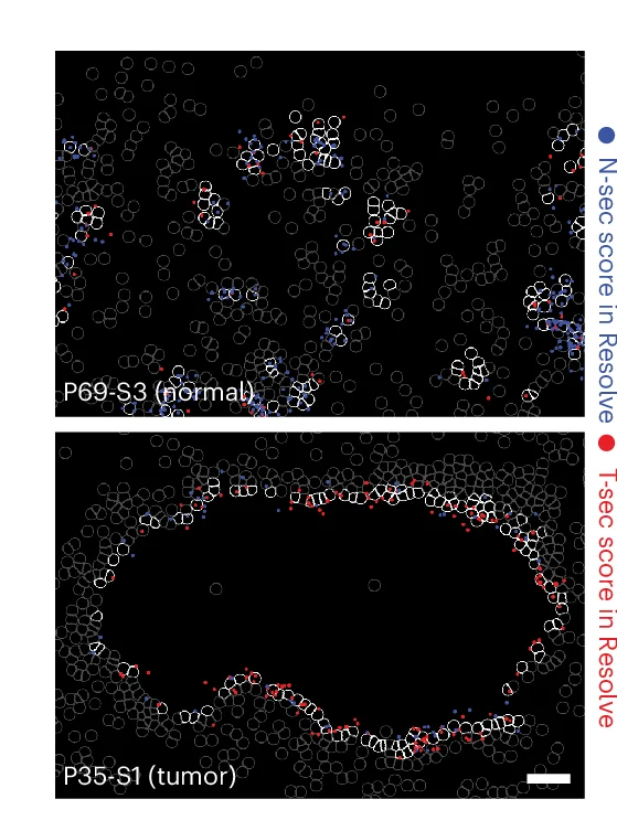 Open access visualization of Microscopy, Signature Genes, Resolve smFISH Data, N-Sec Scores, T-Sec Scores