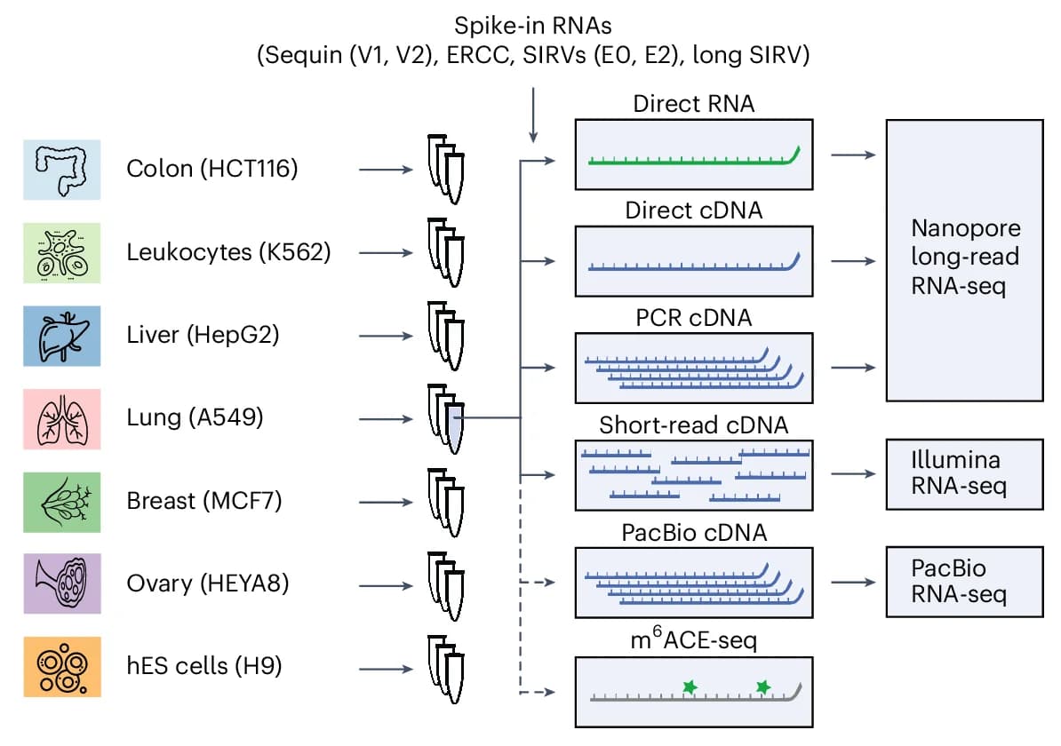 Open access visualization of Workflow, Flowchart, Cell Lines, RNA-seq, hES Cells