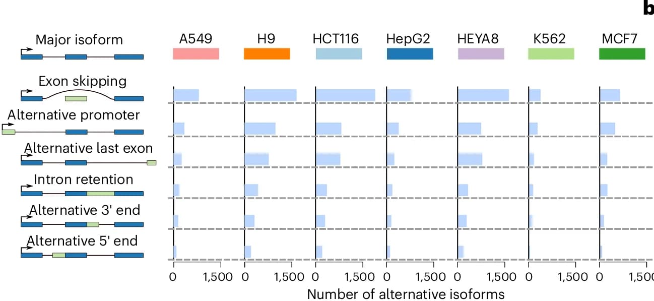 Open access visualization of Bar Plot, Bar Plots, Isoform Switching, Human Cell Lines