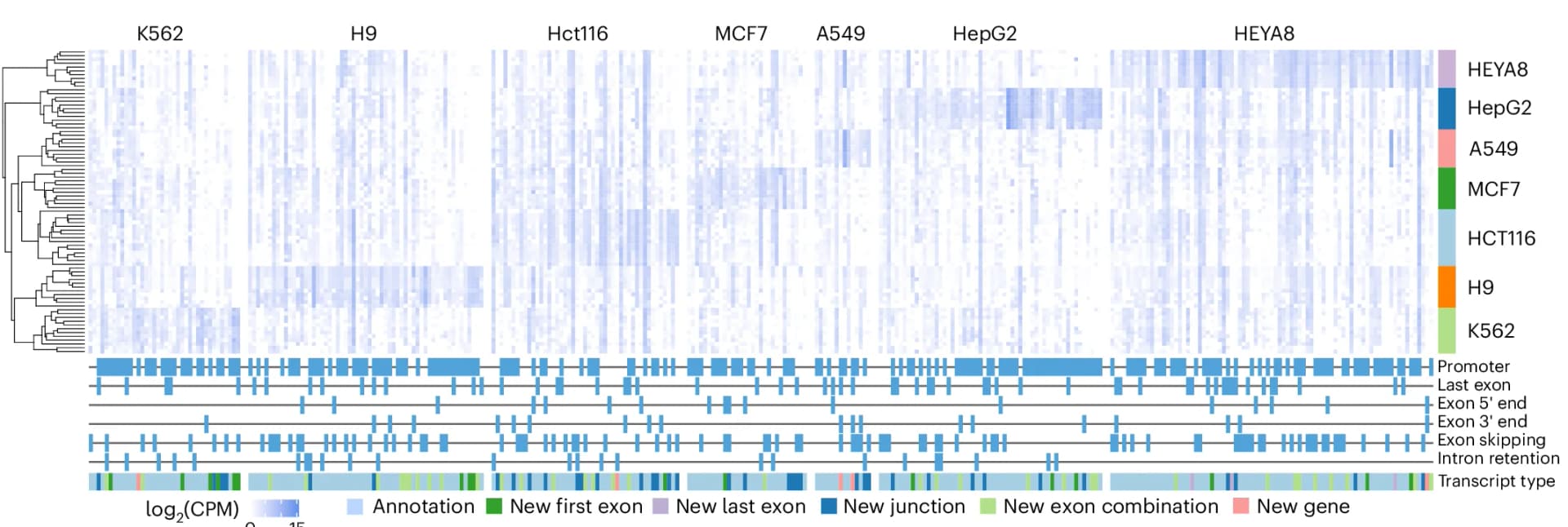 Open access visualization of Heatmap, Clustered, Expression Levels, Isoforms, Isoform Switching