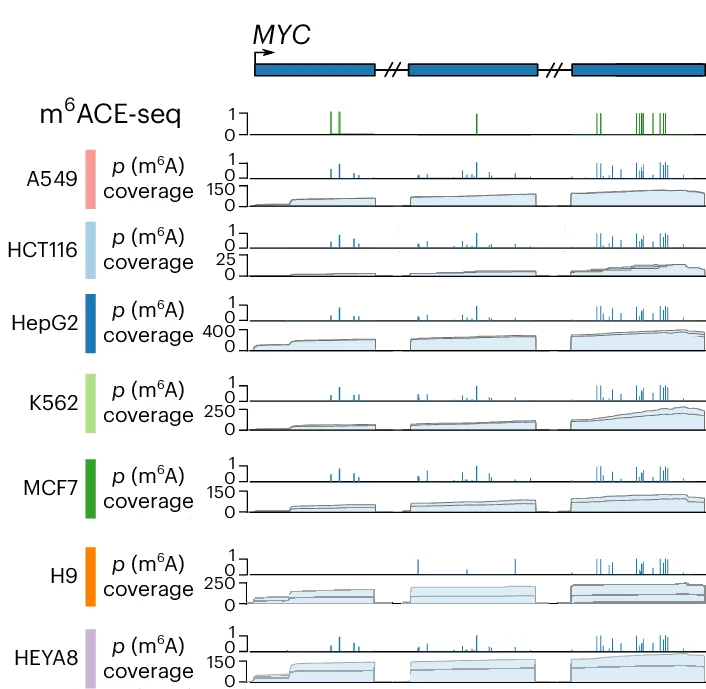 Open access visualization of Line Plot, Bar Plot, MYC Gene, m6A, RNA-seq
