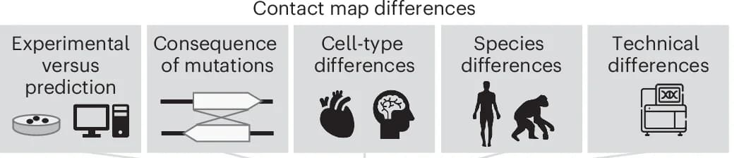 Open access visualization of Illustration, 3D Genome, Chromatin Biology, Mutations, Cell-Type Differences