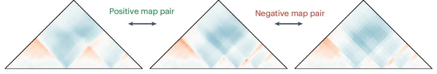 Open access visualization of Heatmap, CTCF-rich Sites, TADs, Gaussian Noise, Hi-C Maps