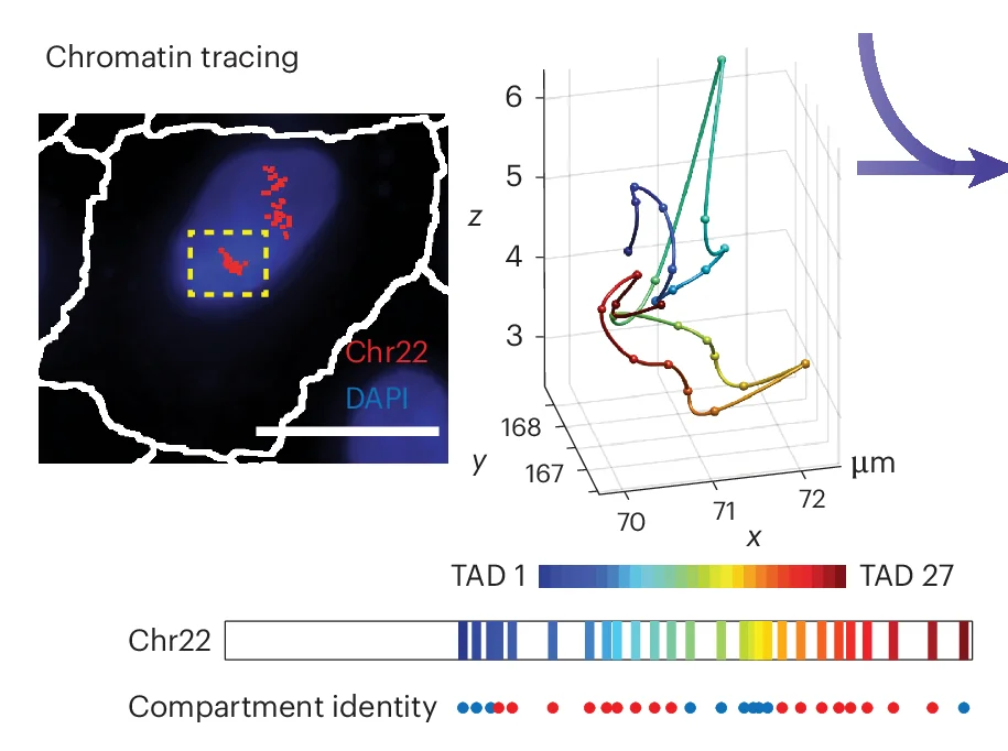 Open access visualization of 3D Plot, Microscopy, Chromatin Tracing, DAPI Stain, 3D Chromatin Trace