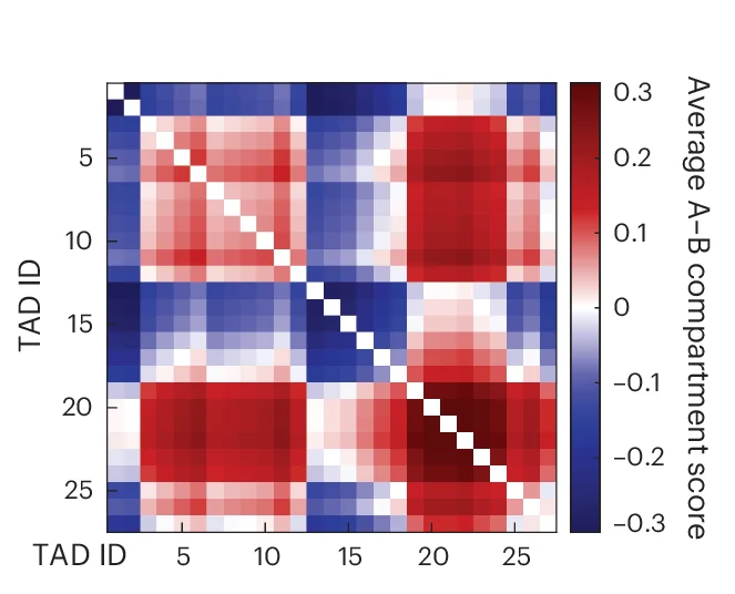 Open access visualization of Heatmap, A-B Compartment, TADs