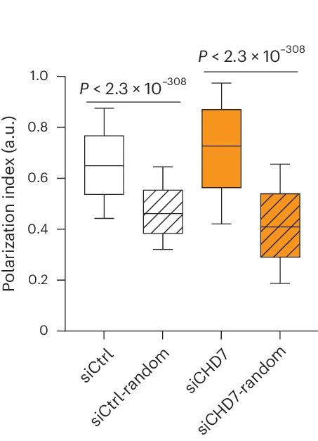 Open access visualization of Box Plot, Polarization Indices, chr22, A-B Compartments, siCtrl