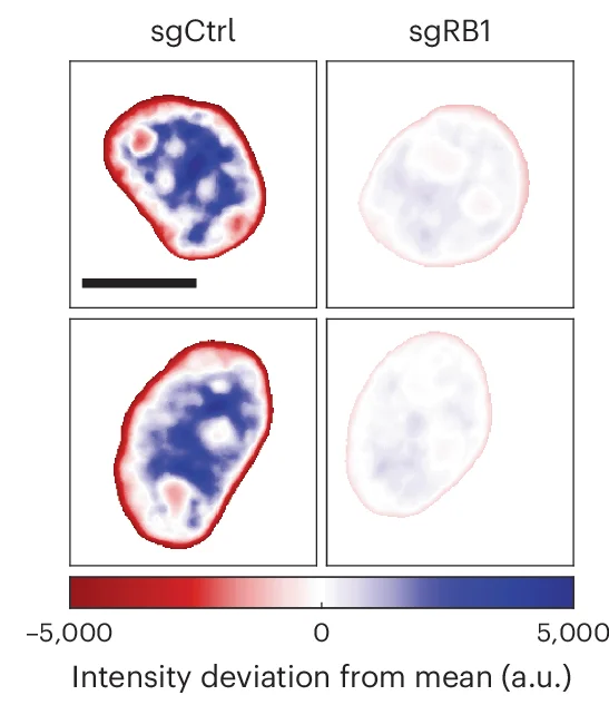Open access visualization of Microscopy, Heat Map, Nuclear Intensity, Deviation, Nuclei