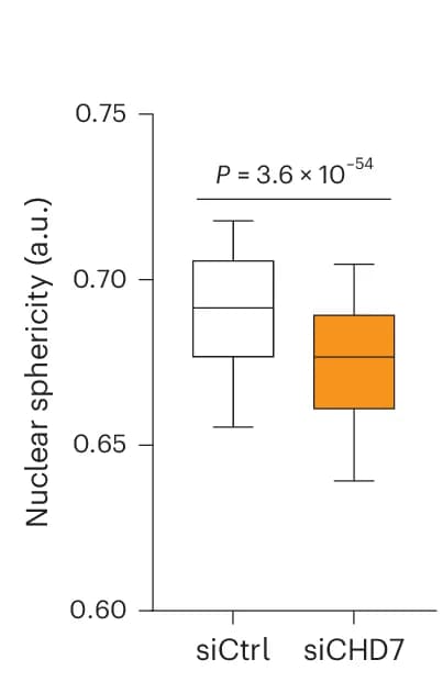 Open access visualization of Box Plot, Nuclear Sphericity, siCtrl, siCHD7, A549-Cas9 Cells