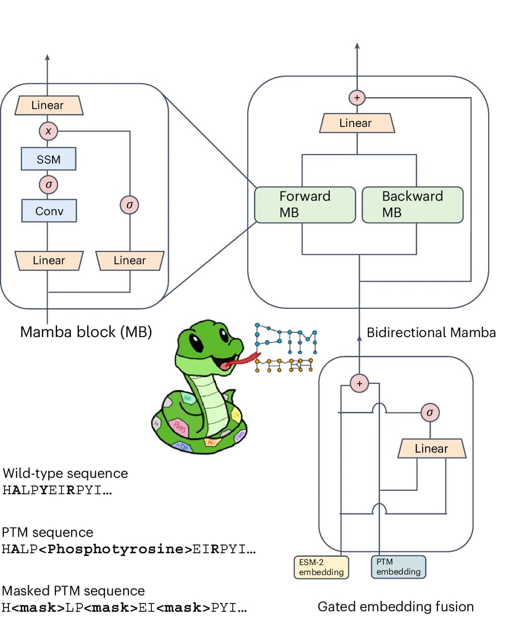 Open access visualization of Workflow, Flowchart, Illustration, PTM-Mamba, Token Masking