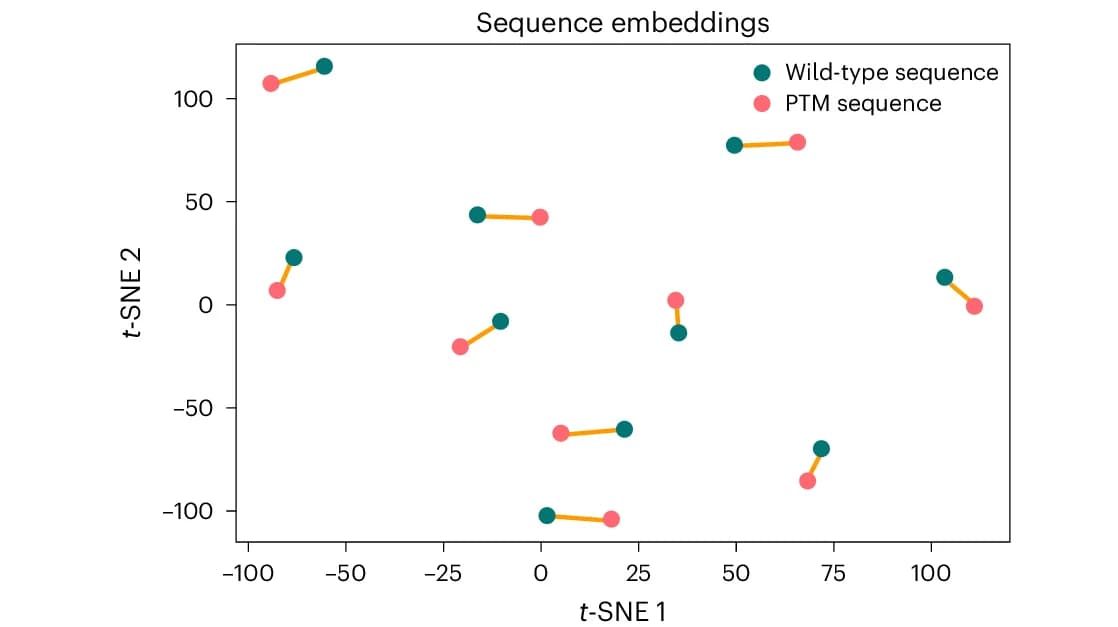 Open access visualization of Scatter Plot, t-SNE, PTM-Mamba, Wild-Type, PTM Protein Sequences