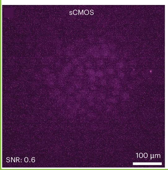 Open access visualization of Microscopy, Fluorescence Images, MEFs, Quantum Dots, sCMOS Camera