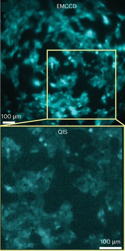 Open access visualization of Microscopy, Sensor Size, EMCCD Camera, QIS Camera, Bioluminescent Cells