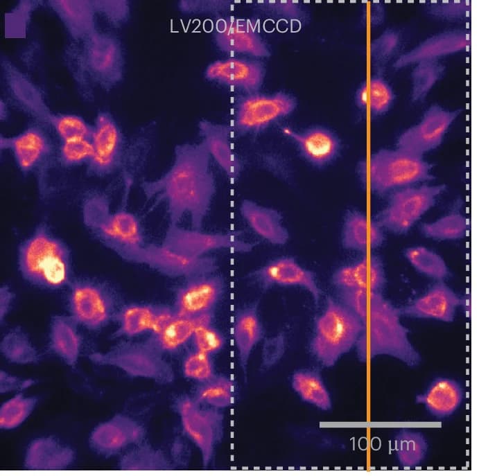 Open access visualization of Microscopy, Bioluminescence, MEFs, LV200/EMCCD, NLuc-CD63