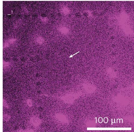 Open access visualization of Microscopy, Fluorescence, Extracellular Vesicles