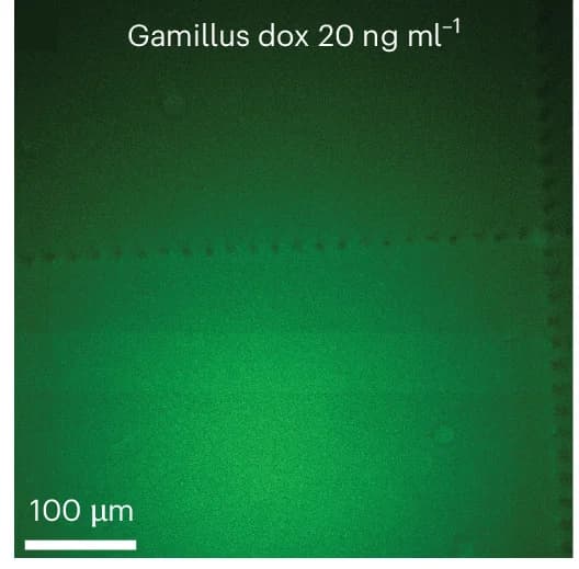 Open access visualization of Microscopy, Fluorescence Signal, MEFs, GamillusNLuc, Dox Levels