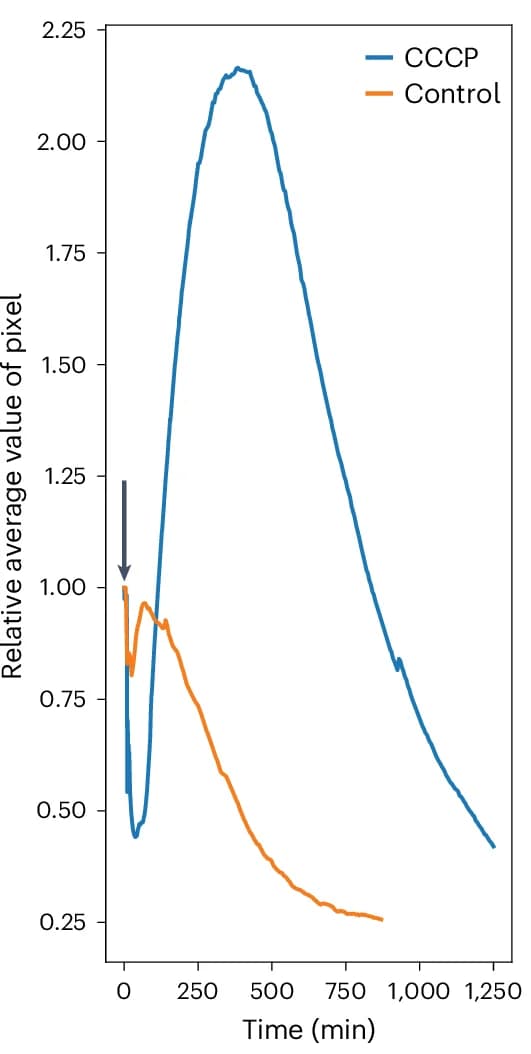 Open access visualization of Line Plot, Bioluminescence Intensity, PINK1HiBiT/LgBiT Cells, CCCP Injection, NanoGlo Vivazine Substrate