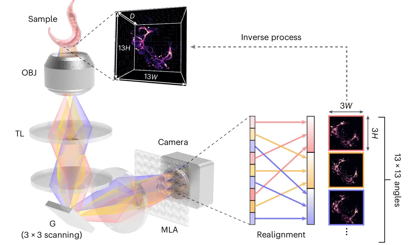 Open access visualization of Workflow, Illustration, sLFM, Fluorescent Signals, 3D Sample