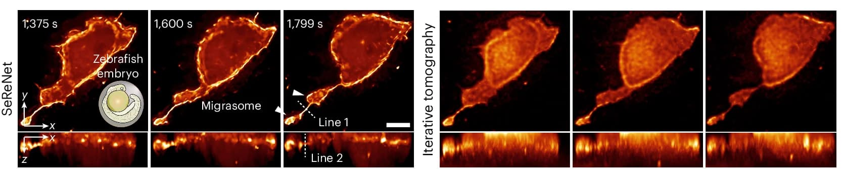 Open access visualization of Microscopy, Maximum Intensity Projections, Migrasome Formation, Zebrafish Embryo, SeReNet
