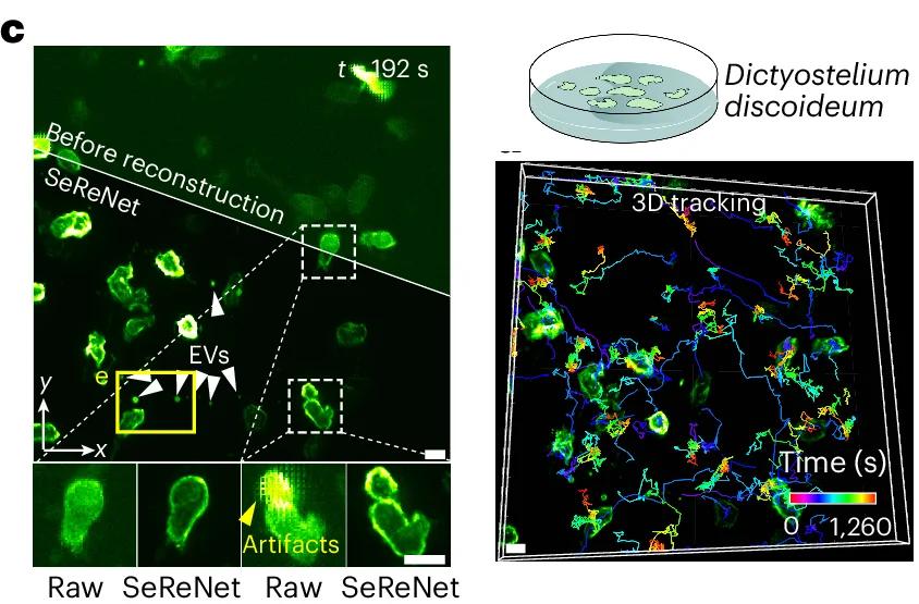Open access visualization of Microscopy, 3D Plot, D. Discoideum Tracking, SeReNet, Imaris Software