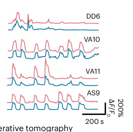 Open access visualization of Line Plot, Temporal Traces, GCaMP6s Transients, Neurons, SeReNet