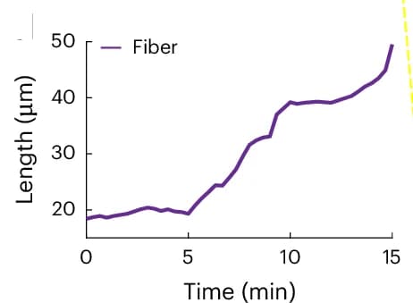 Open access visualization of Line Plot, Line Step, Retraction Fiber Length, KC, Elongation Process