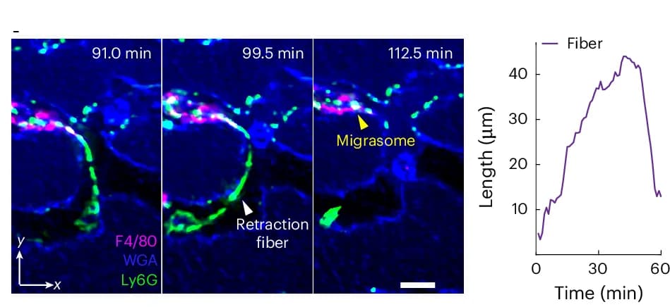 Open access visualization of Microscopy, Line Plot, MIPs, Neutrophils, Retraction Fiber