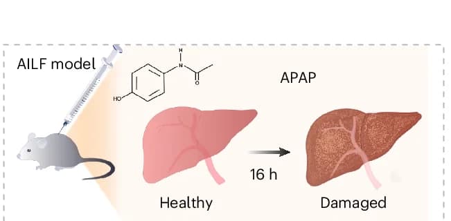 Open access visualization of Workflow, Illustration, AILF Model, APAP, Mice
