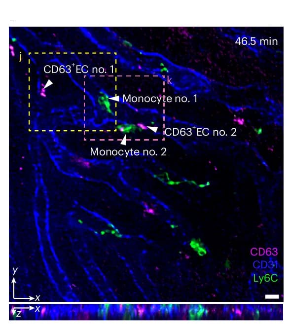 Open access visualization of Microscopy, SeReNet, Monocytes, CD63+ ECs, Vessels
