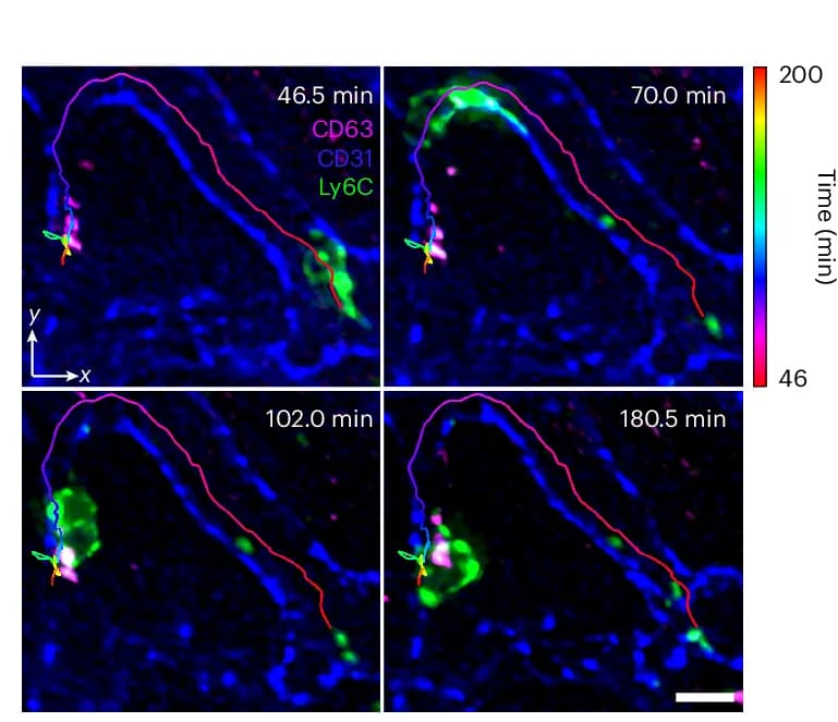Open access visualization of Microscopy, MIPs, Monocytes, CD63+ ECs, Proximity Process