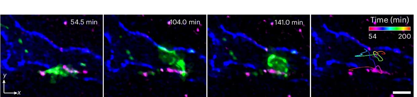 Open access visualization of Microscopy, Line Plot, MIPs, Monocytes, CD63+ ECs