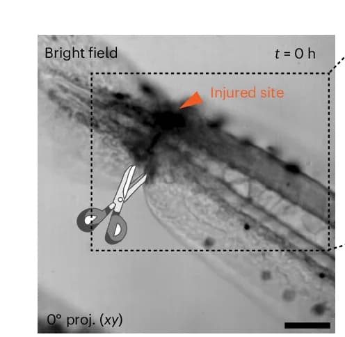 Open access visualization of Microscopy, Illustration, Bright-Field Image, Zebrafish, Tailfin Injury