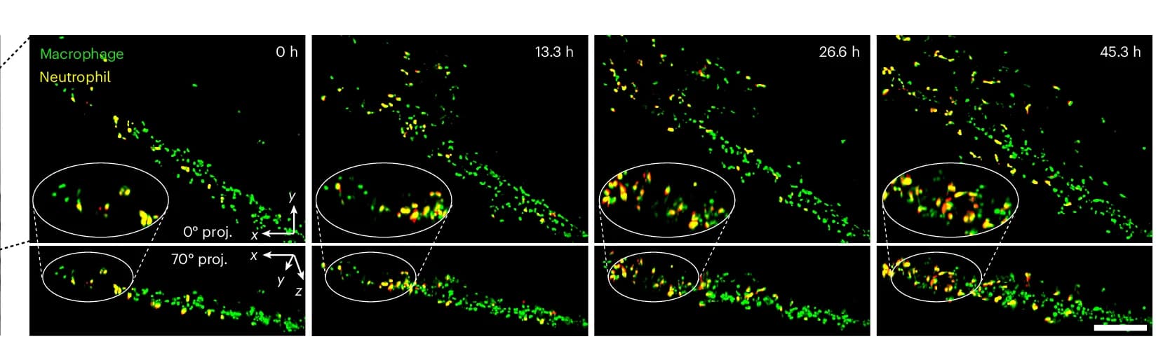 Open access visualization of Microscopy, MIPs, Neutrophils, Macrophages, Vasculature