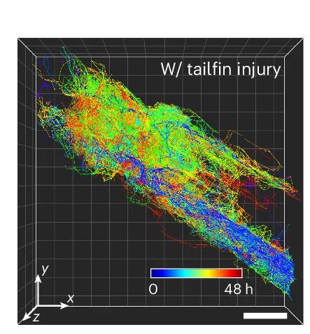 Open access visualization of 3D Plot, Cell Tracking, SeReNet, Inflammatory Process