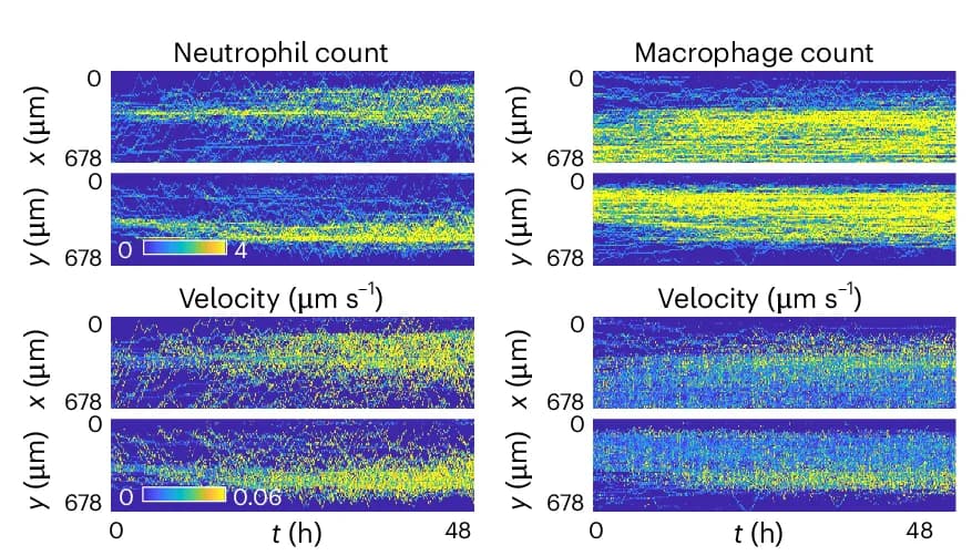 Open access visualization of Scatter Plot, Heatmap, Cell Density, Cell Velocity, Zebrafish