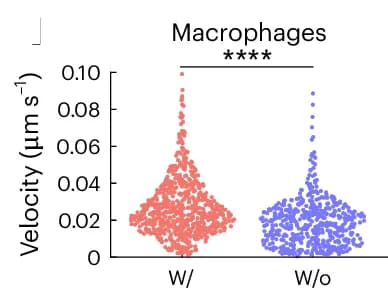 Open access visualization of Scatter Plot, Violin Plot, Macrophages, Cell Velocity