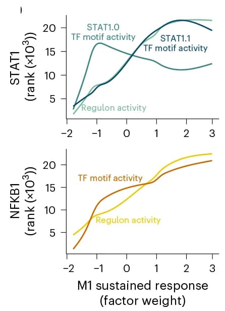Open access visualization of Line Plot, Transcription Factor Motif Activity, Regulon Activity, STAT1, NFKB1
