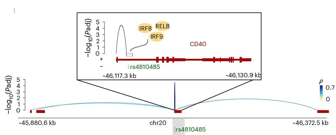 Open access visualization of Locuszoom Plot, Line Plot, eGRN Peak, Gene Interactions, CD40