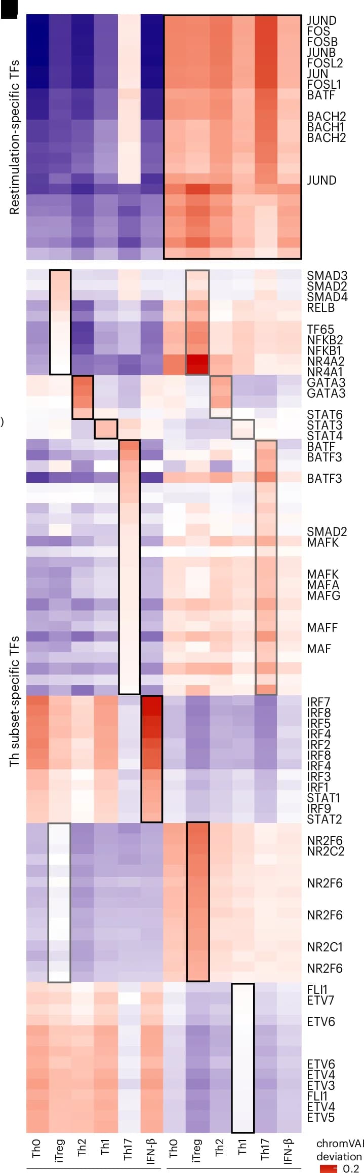 Open access visualization of Heatmap, T Cell Differentiation, Th Subsets