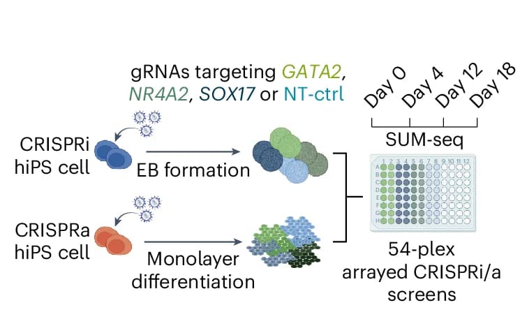 Open access visualization of Workflow, Flowchart, Illustration, CRISPRi/a Screens, Lineage Transcription Factors
