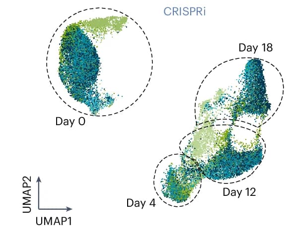 Open access visualization of UMAP, WNN UMAP, CRISPRi/a SUM-seq Screens, Spontaneous Differentiation, Embryoid Bodies