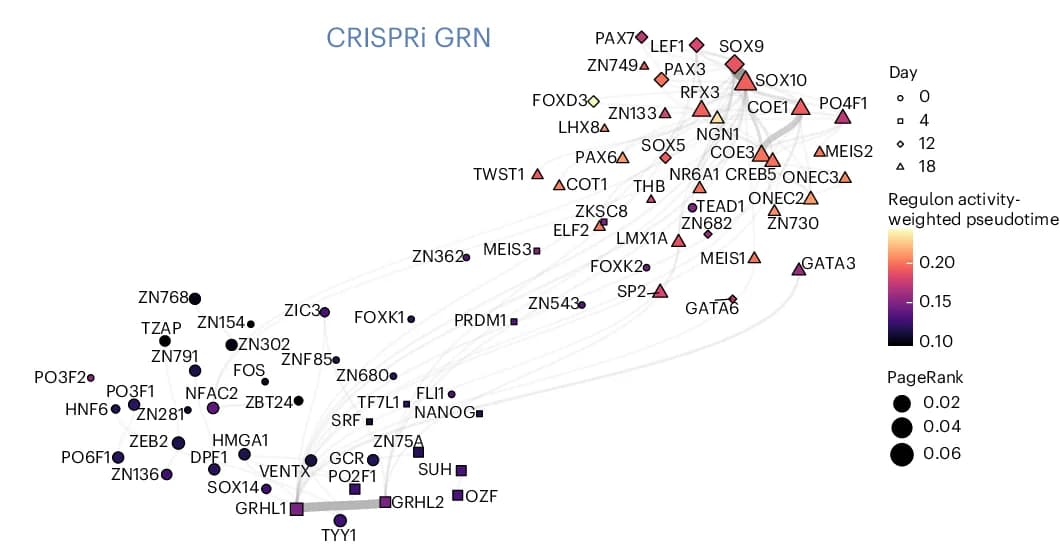 Open access visualization of Network, Pathway, UMAP, Gene Regulatory Networks, CRISPRi Cells