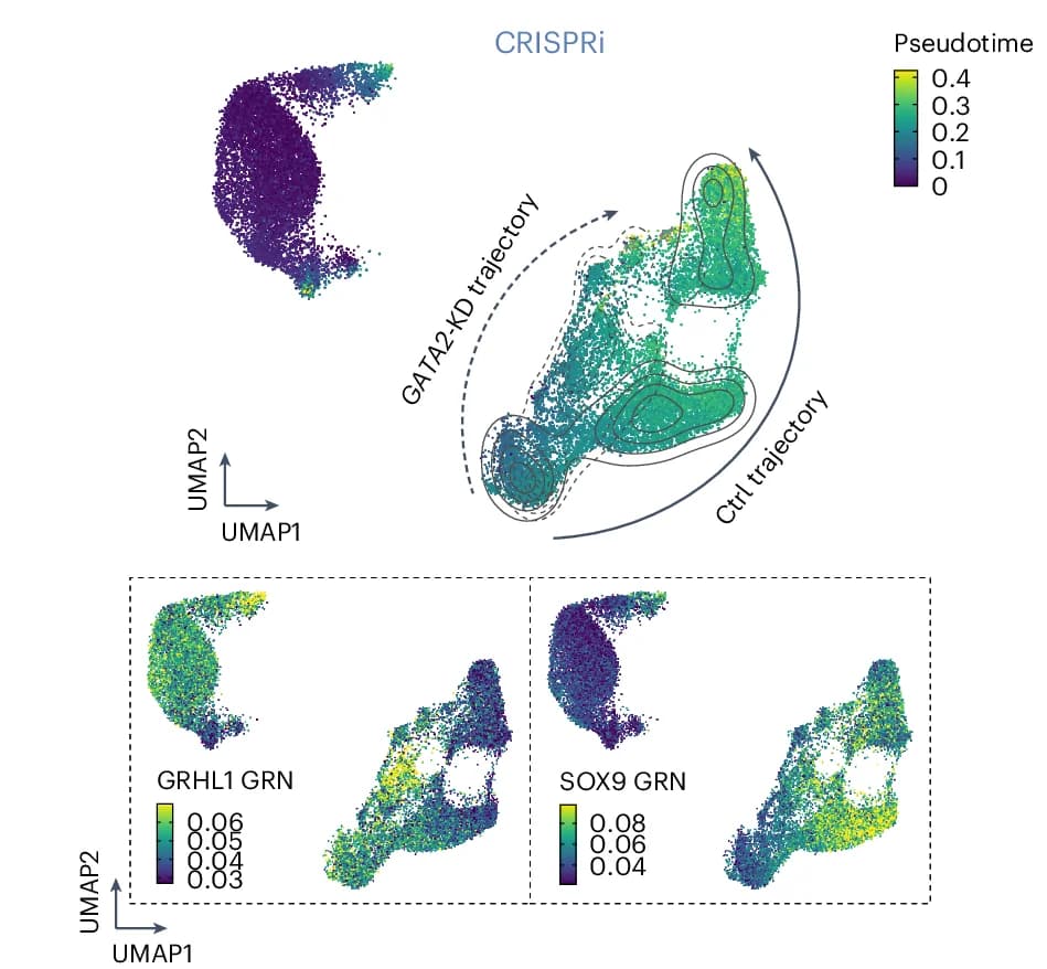 Open access visualization of UMAP, Scatter Plot, CRISPRi Cells, Pseudotime, GATA2 Knockdown
