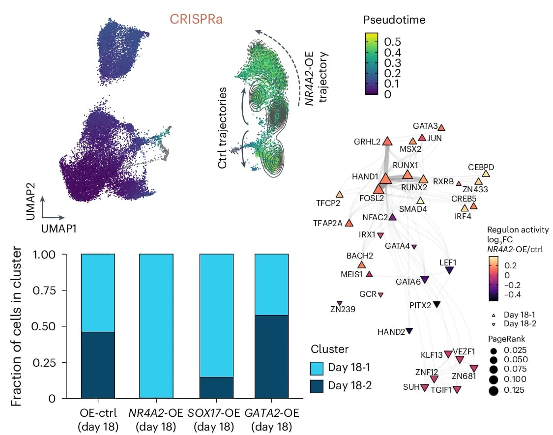 Open access visualization of UMAP, Bar Plot, Network, Stacked Bar Plot, CRISPRa Cells