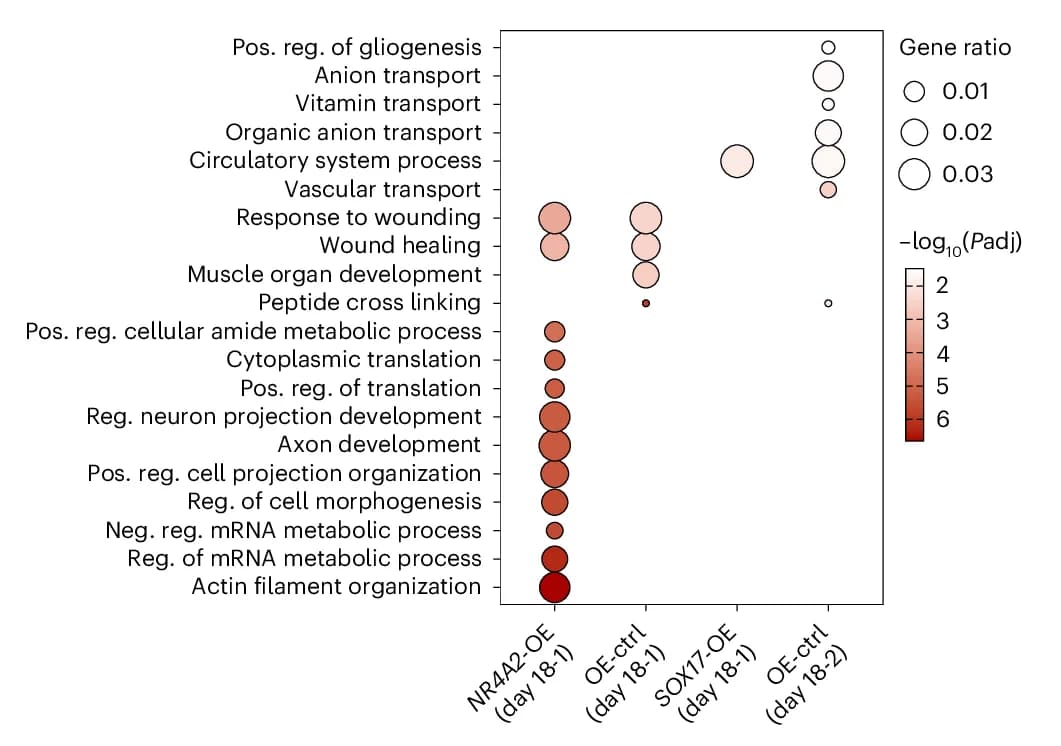 Open access visualization of Bubble Plot, Gene Ontology Enrichment, WikiPathways Enrichment, Differentially Expressed Genes, NR4A2 Overexpression