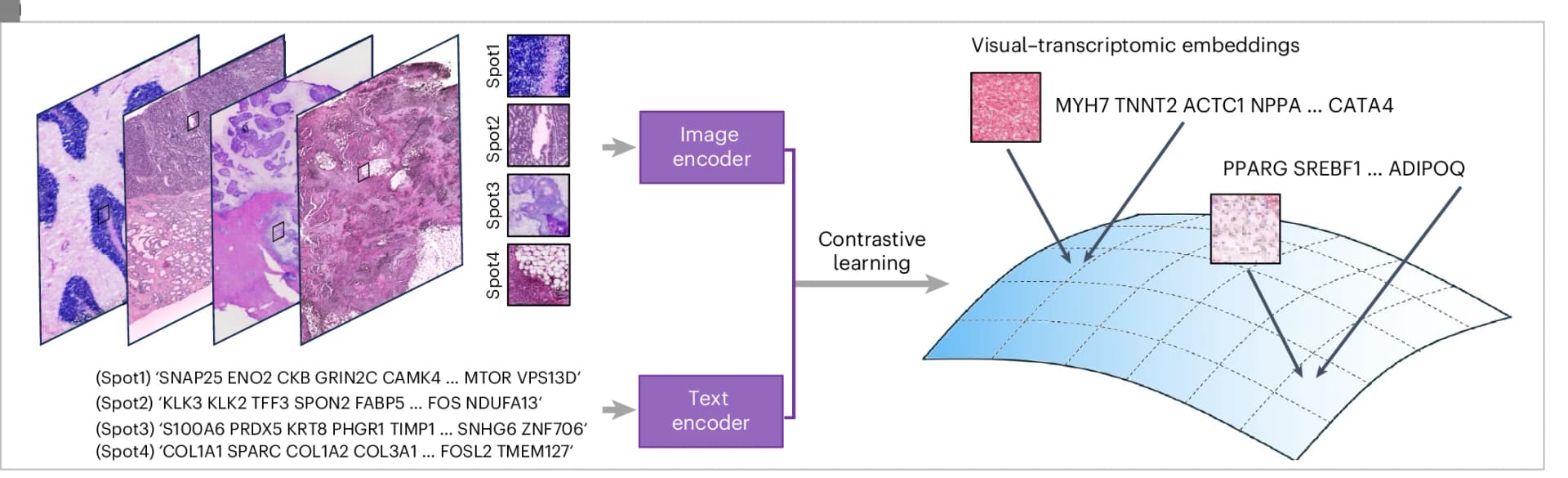 Open access visualization of Workflow, Microscopy, OmiCLIP Model, Image-Transcriptomics Dataset, Contrastive Learning